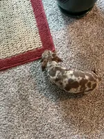 Wilbur, a male Dachshund for sale in Fredonia, KS – 4 of 4
