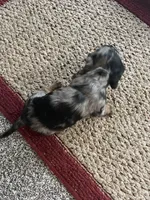 Pebble, a female Dachshund for sale in Fredonia, KS – Photo 3 of 3