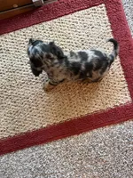 Chester, a male Dachshund for sale in Fredonia, KS – 3 of 3