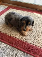 Tommy, a male Dachshund for sale in Fredonia, KS – 3 of 3