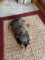 Tommy, a male Dachshund for sale in Fredonia, KS – 2 of 3