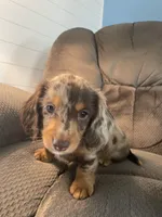 Jigs, a male Dachshund for sale in Fredonia, KS – Photo 1 of 5