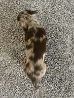 Jigs, a male Dachshund for sale in Fredonia, KS – Photo 5 of 5