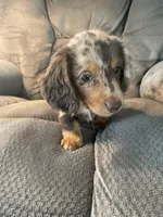 Jigs, a male Dachshund for sale in Fredonia, KS – Photo 3 of 5