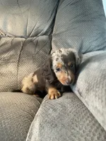 Jigs, a male Dachshund for sale in Fredonia, KS – Photo 2 of 5