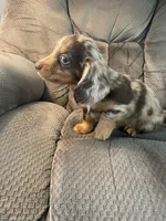 Jigs, a male Dachshund for sale in Fredonia, KS – Photo 4 of 5