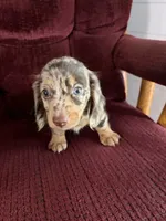 Dixie, a female Dachshund for sale in Fredonia, KS – 1 of 3