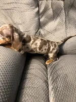 Wilbur, a male Dachshund for sale in Fredonia, KS – 3 of 4
