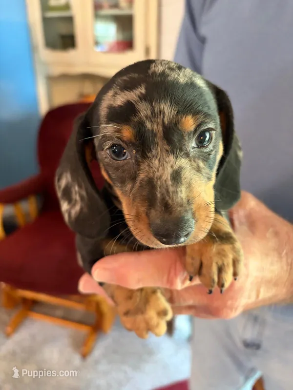 Charlie – Dachshund puppy for sale in Fredonia, KS