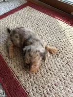 Winnie, a female Dachshund for sale in Fredonia, KS – 2 of 3