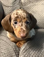 Wilbur, a male Dachshund for sale in Fredonia, KS – 1 of 4