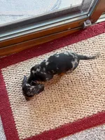 Charlie, a male Dachshund for sale in Fredonia, KS – 3 of 3