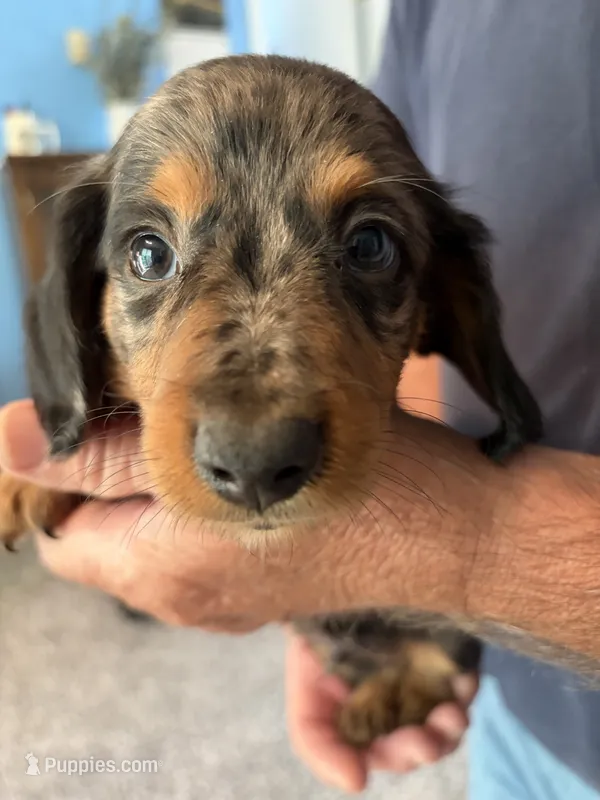 Jimmy  – Dachshund puppy for sale in Fredonia, KS
