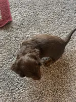 Fudge, a female Dachshund for sale in Fredonia, KS – Photo 4 of 4