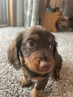 Fudge, a female Dachshund for sale in Fredonia, KS – Photo 2 of 4