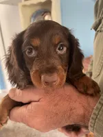 Fudge, a female Dachshund for sale in Fredonia, KS – Photo 1 of 4