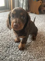 Fudge, a female Dachshund for sale in Fredonia, KS – Photo 3 of 4