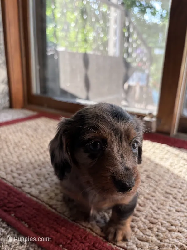 Calla – Dachshund puppy for sale in Fredonia, KS