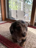 Calla, a female Dachshund for sale in Fredonia, KS – 1 of 3