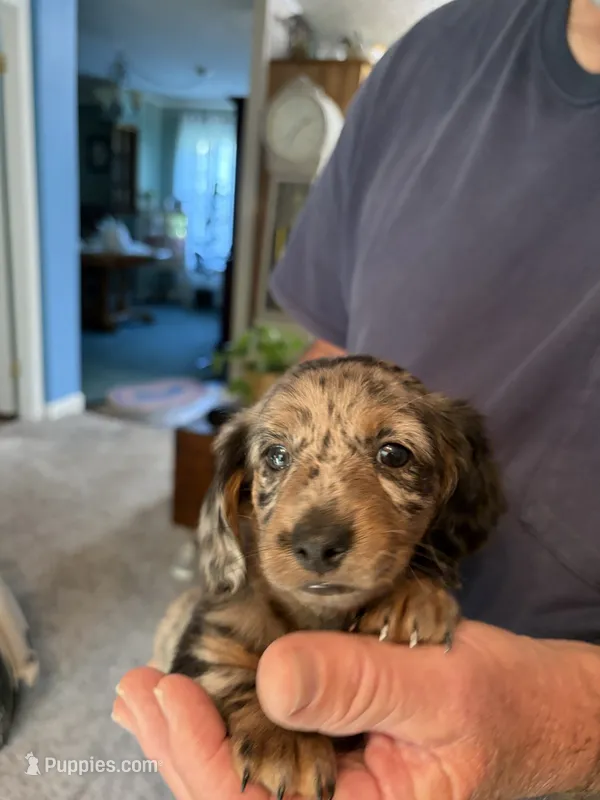 Jillie – Dachshund puppy for sale in Fredonia, KS