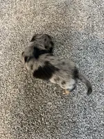 Jillie, a female Dachshund for sale in Fredonia, KS – 2 of 2
