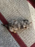 Winnie, a female Dachshund for sale in Fredonia, KS – 3 of 3