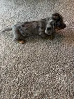 Annie, a female Dachshund for sale in Fredonia, KS – 3 of 3