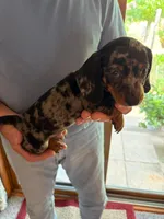Charlie, a male Dachshund for sale in Fredonia, KS – 2 of 3