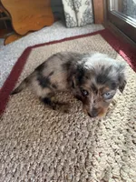 Calla, a female Dachshund for sale in Fredonia, KS – 2 of 3
