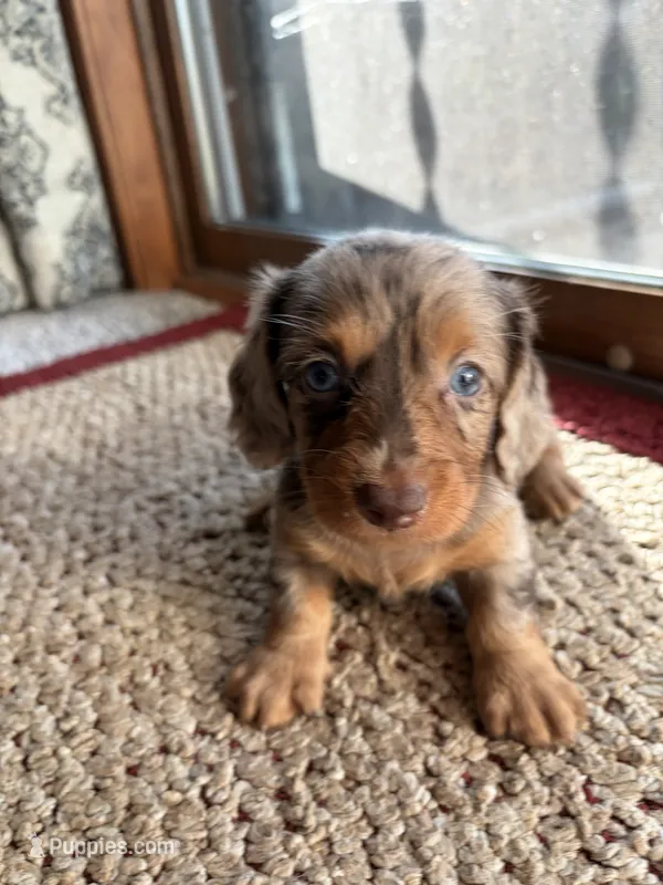 Winnie – Dachshund puppy for sale in Fredonia, KS