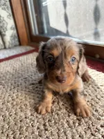 Winnie, a female Dachshund for sale in Fredonia, KS – 1 of 3