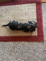 Chance, a male Dachshund for sale in Fredonia, KS – 3 of 4