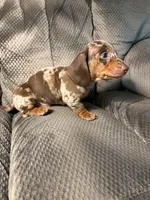 Wilbur, a male Dachshund for sale in Fredonia, KS – 2 of 4