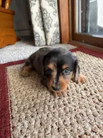 Tommy, a male Dachshund for sale in Fredonia, KS – 1 of 3