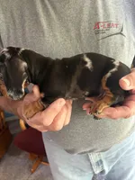 Chance, a male Dachshund for sale in Fredonia, KS – 4 of 4