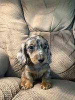 Annie, a female Dachshund for sale in Fredonia, KS – 1 of 3