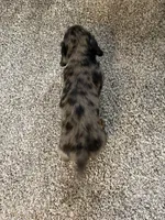 Jimmy , a male Dachshund for sale in Fredonia, KS – 2 of 2