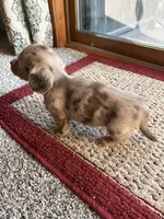 Clyde, a male Dachshund for sale in Fredonia, KS – 2 of 3