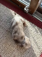 Clyde, a male Dachshund for sale in Fredonia, KS – 3 of 3