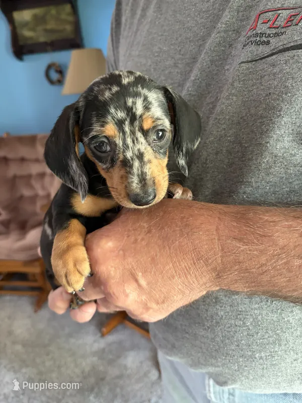 Chance – Dachshund puppy for sale in Fredonia, KS