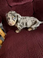 Dixie, a female Dachshund for sale in Fredonia, KS – 3 of 3