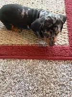 Chance, a male Dachshund for sale in Fredonia, KS – 2 of 4