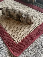 Buckley, a male Dachshund for sale in Fredonia, KS – Photo 3 of 3