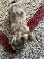 Buckley, a male Dachshund for sale in Fredonia, KS – Photo 2 of 3