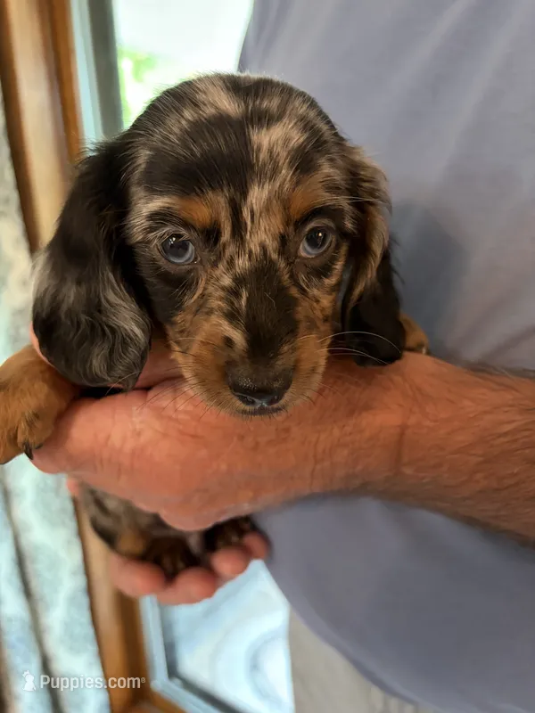 Chester – Dachshund puppy for sale in Fredonia, KS