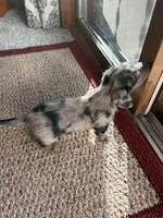 Calla, a female Dachshund for sale in Fredonia, KS – 3 of 3