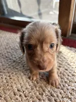 Clyde, a male Dachshund for sale in Fredonia, KS – 1 of 3