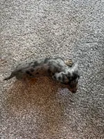 Annie, a female Dachshund for sale in Fredonia, KS – 2 of 3
