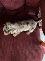 Dixie, a female Dachshund for sale in Fredonia, KS – 2 of 3