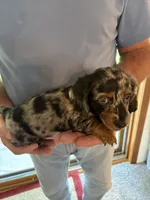 Chester, a male Dachshund for sale in Fredonia, KS – 2 of 3